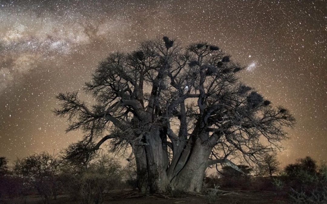 Interview: A Photographer’s Quest to Document the Oldest Trees Around the World